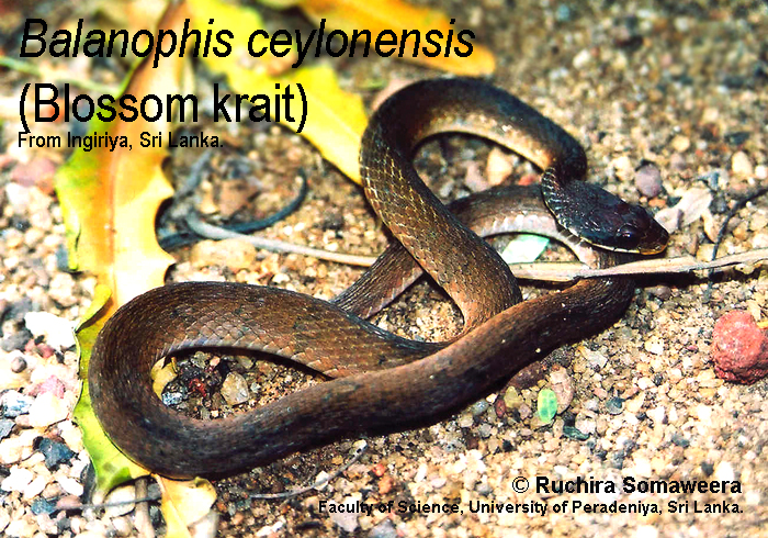 Balanophis ceylonensis.jpg [522 Kb]